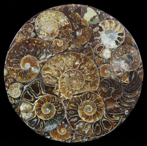 Composite Plate Of Agatized Ammonite Fossils #57735